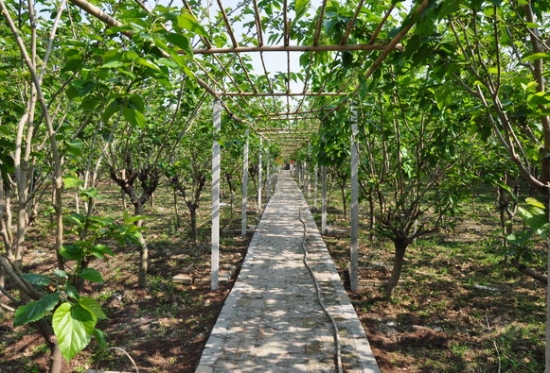 桑树的种植技术：北方地区分春秋两季栽种，南方地区气候温暖一年四季均可栽种。