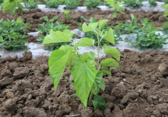 桑树的种植技术：北方地区分春秋两季栽种，南方地区气候温暖一年四季均可栽种。