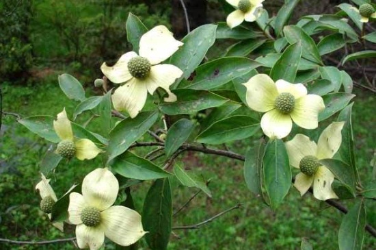 如何辨别峨眉四照花，详解外形特征轻松辨别