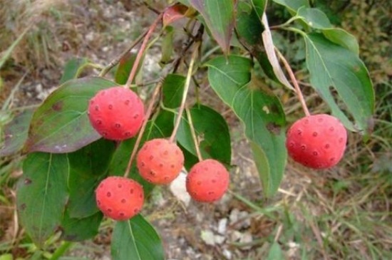 如何辨别峨眉四照花，详解外形特征轻松辨别