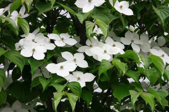 如何辨别峨眉四照花，详解外形特征轻松辨别