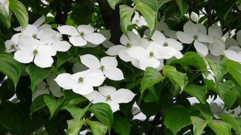 四照花的主要种类