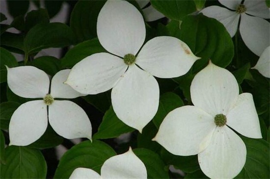 四照花的主要种类