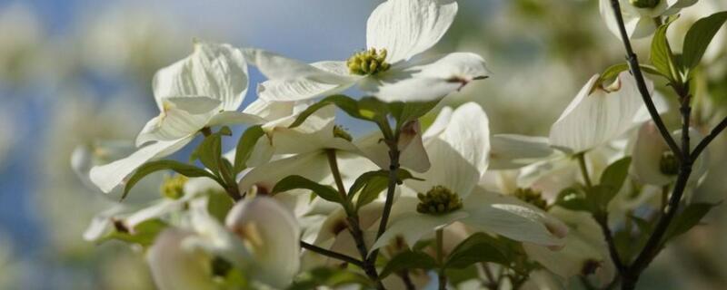 四照花的繁殖办法