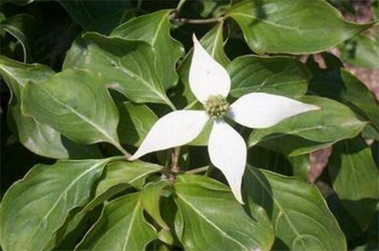 四照花的繁殖办法