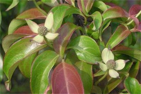 四照花的繁殖办法
