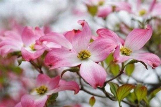 四照花的主要种类