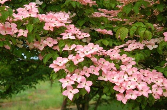 四照花的主要种类