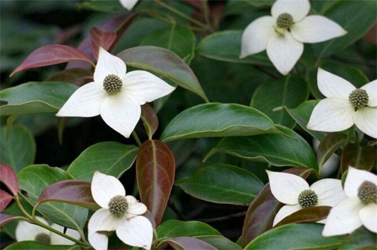 四照花的养殖办法和留意事项