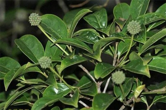 四照花的养殖办法和留意事项