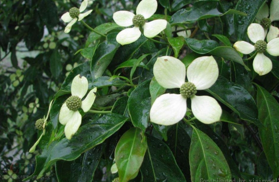 四照花栽培：四照花春秋两季均可栽植，春季在芽萌动前实行，秋季可在落叶后栽植