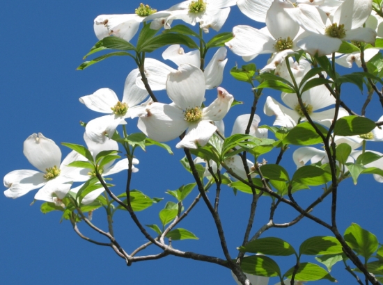 四照花介绍 四照花是什么:四照花别名山荔枝,石枣科植物,落叶乔木,原产于东亚