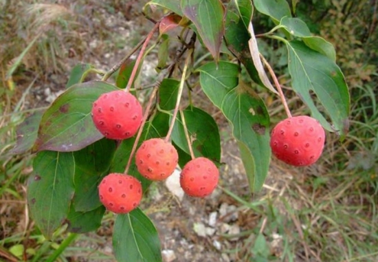 四照花果实 四照花是什么:四照花别名山荔枝,石枣科植物,落叶乔木,原产于东亚