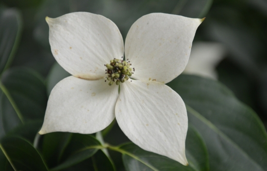 四照花 四照花是什么:四照花别名山荔枝,石枣科植物,落叶乔木,原产于东亚