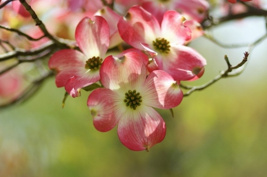 四照花 四照花是什么:四照花别名山荔枝,石枣科植物,落叶乔木,原产于东亚