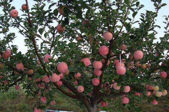 苹果树一到三年修剪