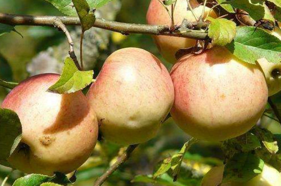 苹果树花芽分化期是什么时候