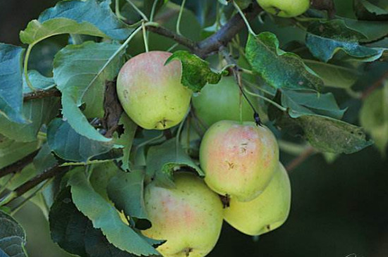 苹果树红蜘蛛用什么药最有效