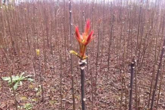 苹果树的繁殖方式主要是什么