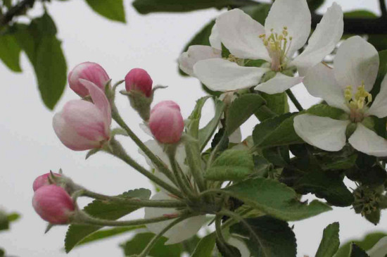 苹果树开花前打什么药