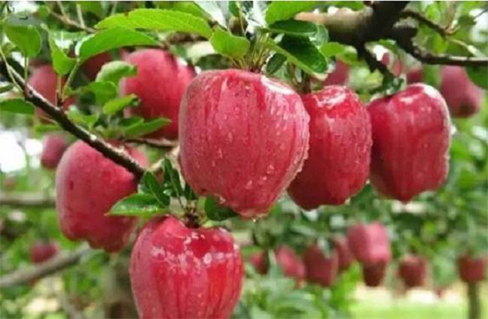 苹果树的特点是什么