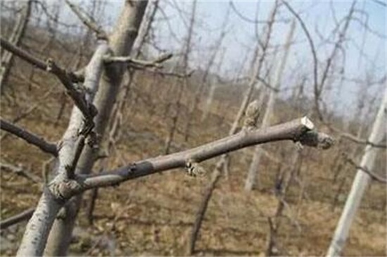 苹果树环割办法
