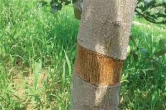 苹果树环割办法