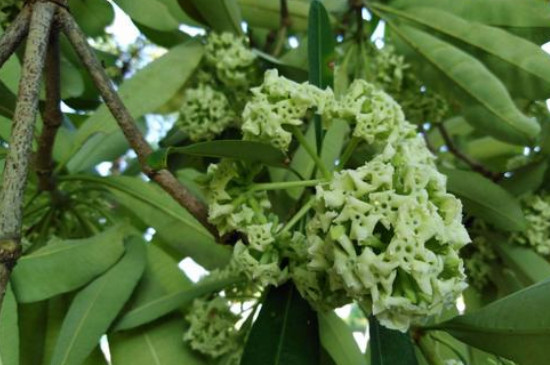 糖胶树花为何那么臭