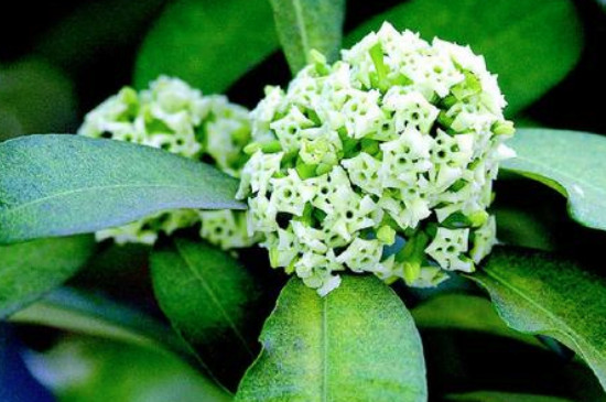 糖胶树花为何那么臭