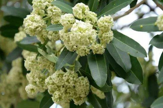 糖胶树花为何那么臭