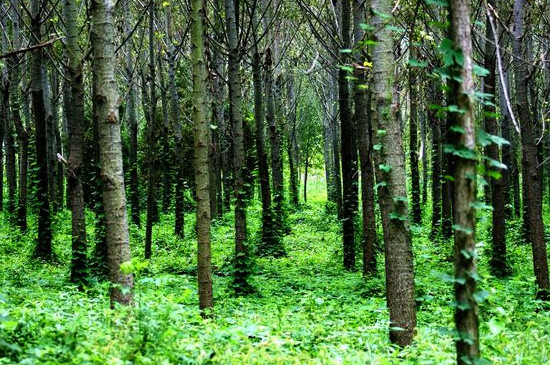 适合北方的杨树种类