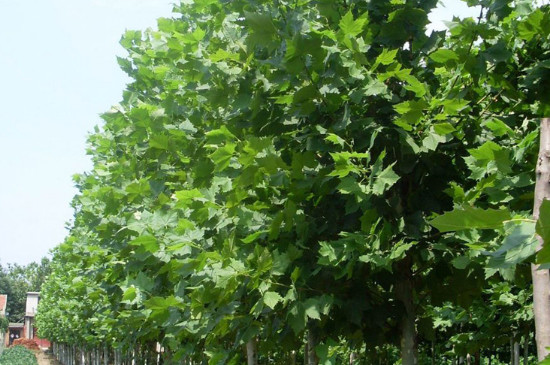 适合北方的杨树种类