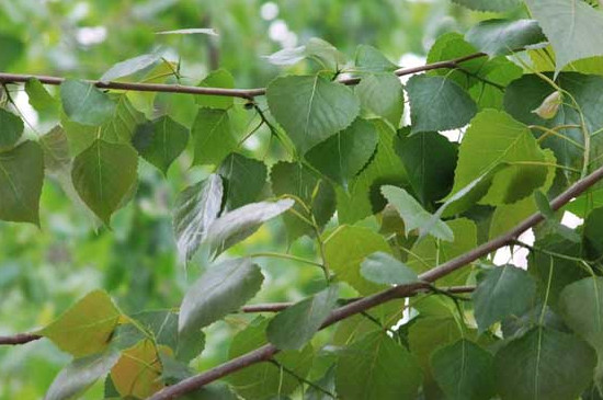 适合北方的杨树种类