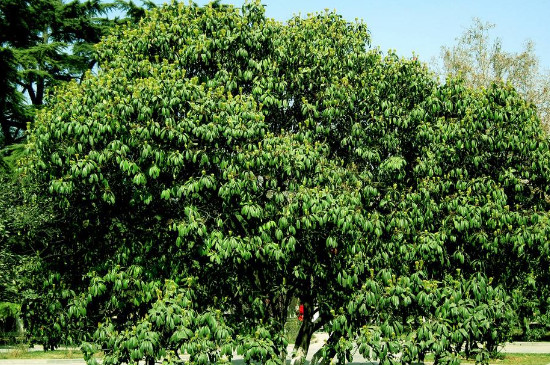石楠树是什么