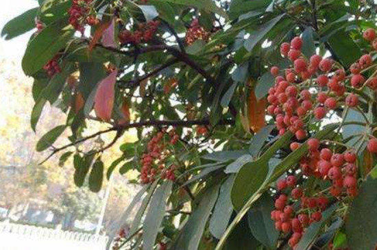 八月份石楠树可以栽吗?