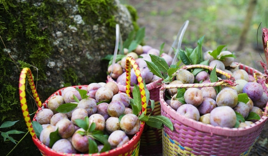 三华李吃法,三华李如何弄好吃 三华李吃法,三华李如何弄好吃