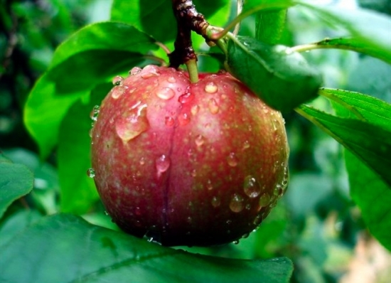 三华李吃法,三华李如何弄好吃 三华李吃法,三华李如何弄好吃