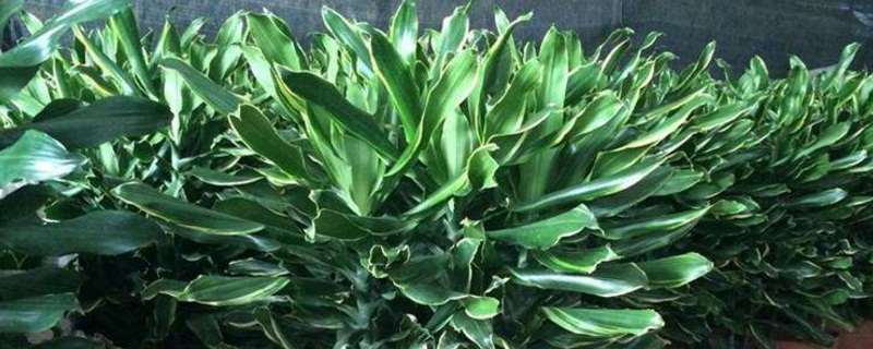 螺纹铁如何修剪