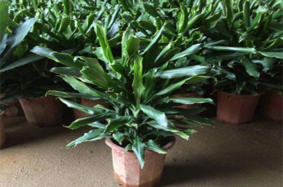 螺纹铁如何修剪