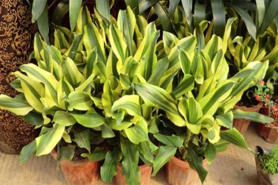 螺纹铁如何修剪