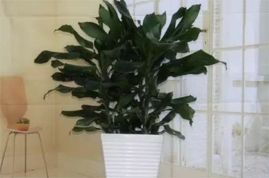 螺纹铁如何修剪