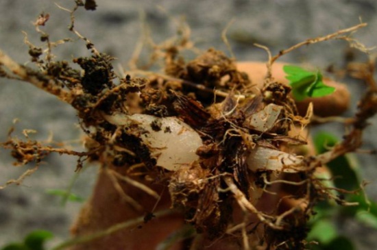 螺纹铁如何修剪