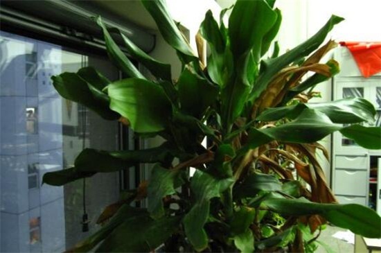 螺纹铁的养殖办法和留意事项