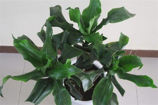 螺纹铁的养殖办法和留意事项