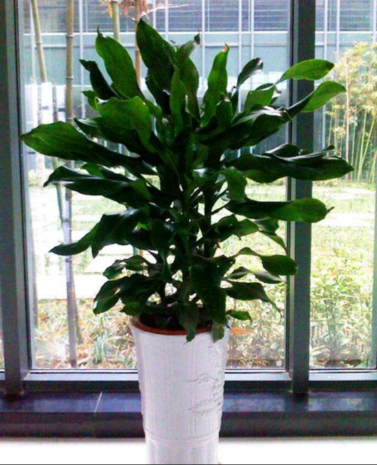 螺纹铁的养殖办法和留意事项：喜半日阴环境