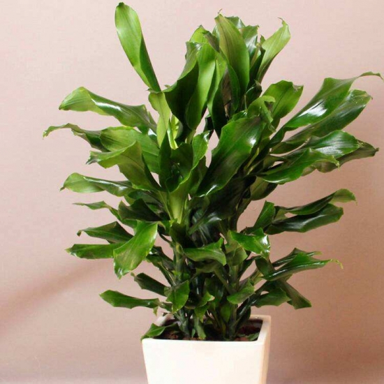 螺纹铁的养殖办法和留意事项：喜半日阴环境