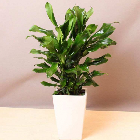 螺纹铁的养殖办法和留意事项：喜半日阴环境