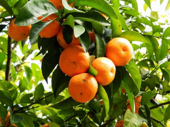 沙糖桔的功效与作用 沙糖桔的功效与作用:含丰富的维生素 C、钙、纤维质