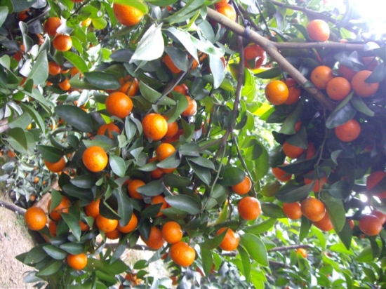 沙糖桔的功效与作用 沙糖桔的功效与作用:含丰富的维生素 C、钙、纤维质