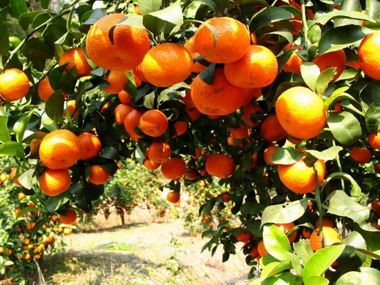 沙糖桔的种植技术：避免植株退化